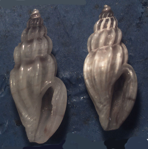 Mangelia da identificare